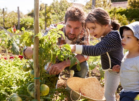 Starting a Veggie Garden - Frequently Asked Questions