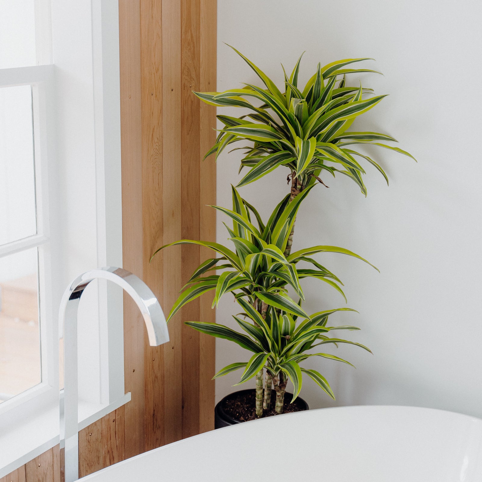 Top Houseplants for the Bathroom