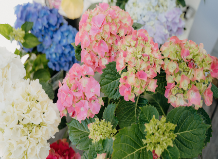 Choosing the perfect Hydrangea