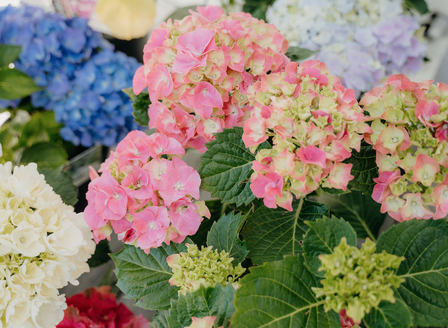 Choosing the perfect Hydrangea