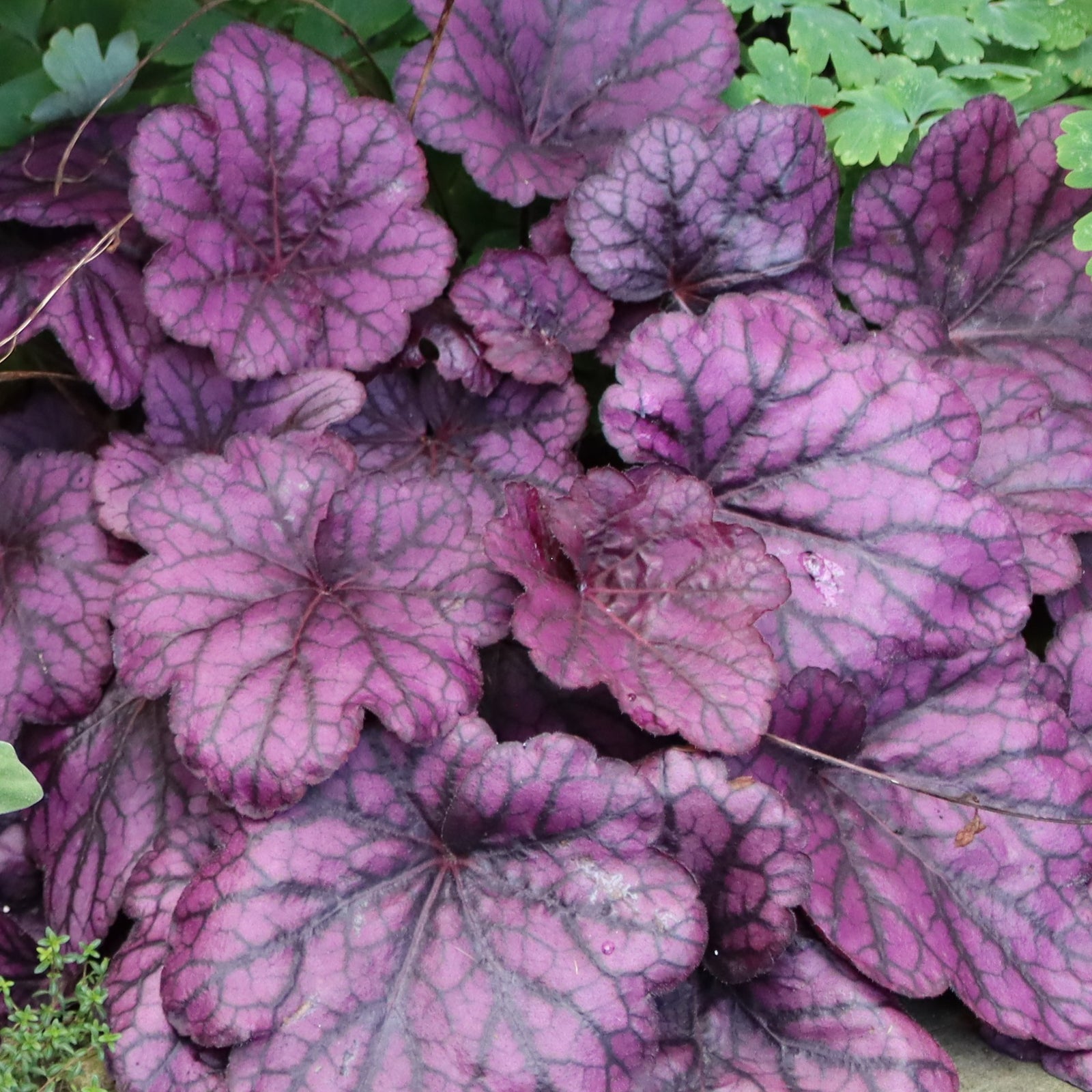 Planting a Winter Garden