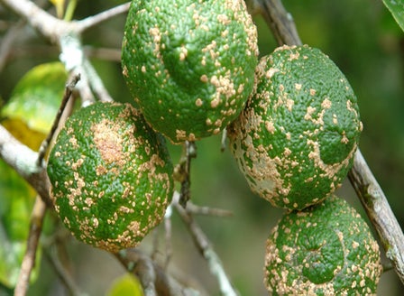 Citrus Verrucosis