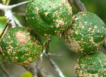 Citrus Verrucosis
