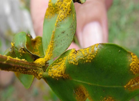 Myrtle Rust