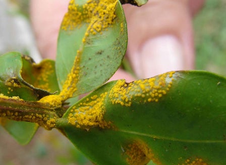 Myrtle Rust