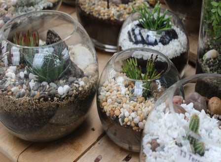 Terrariums