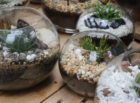 Terrariums