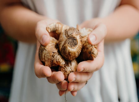 Planting Spring Bulbs in Bowls