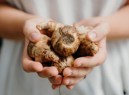 Planting Spring Bulbs in Bowls