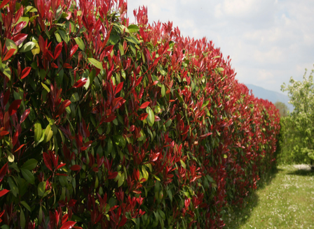 Add Privacy & Personality with Hedging