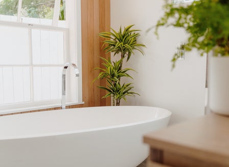 Top Houseplants for the Bathroom