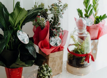 Top Plants for the Festive Season