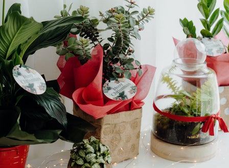 Top Plants for the Festive Season