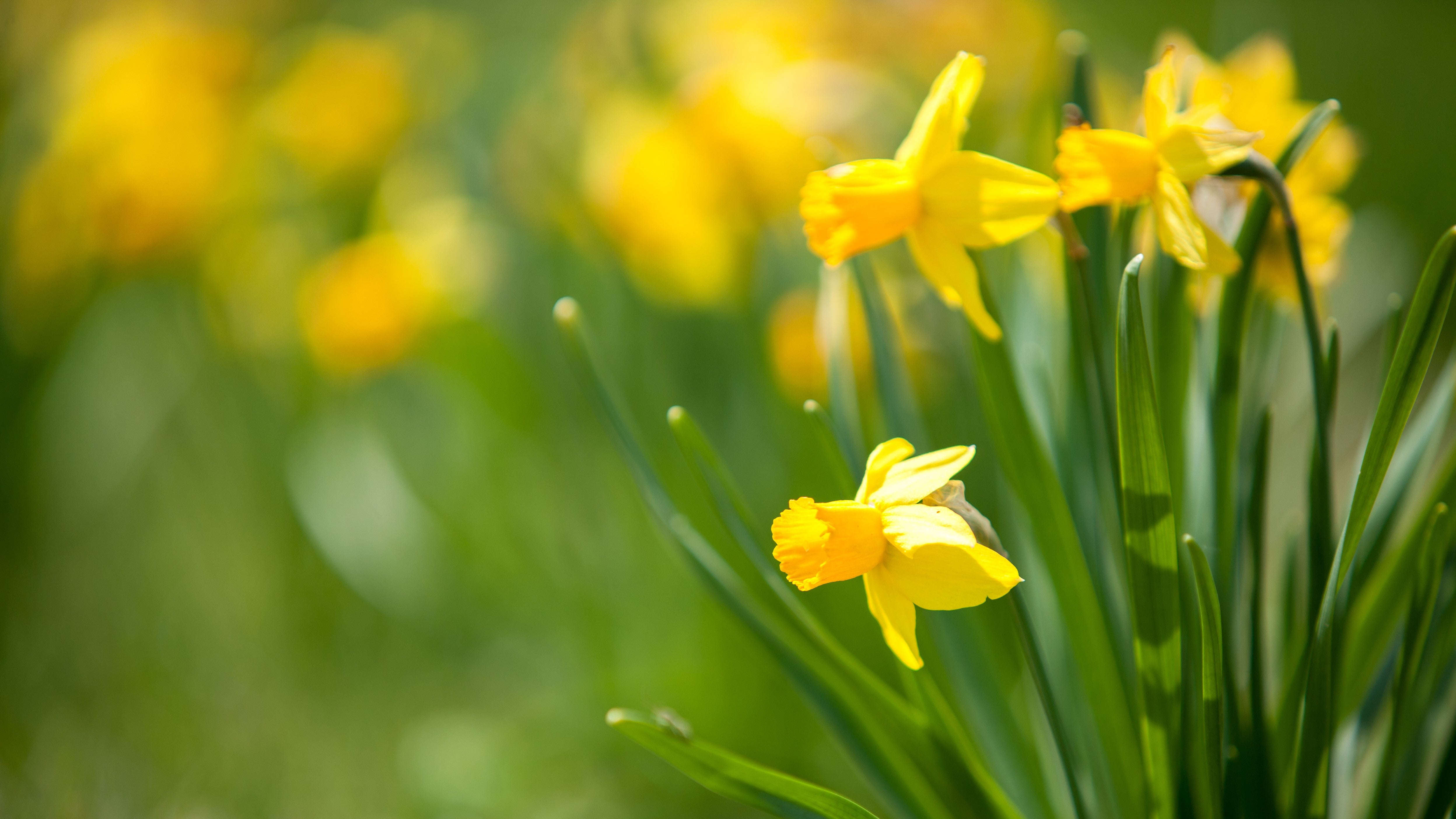 A Beginner's Guide to Planting Spring Bulbs