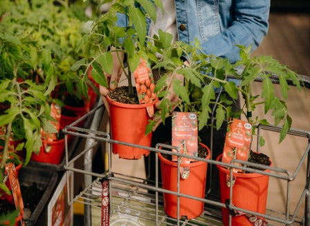 A Beginner's Guide to Growing Tomatoes