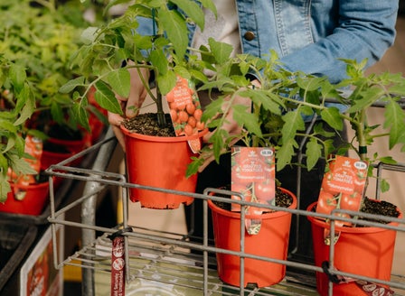 A Beginner's Guide to Growing Tomatoes