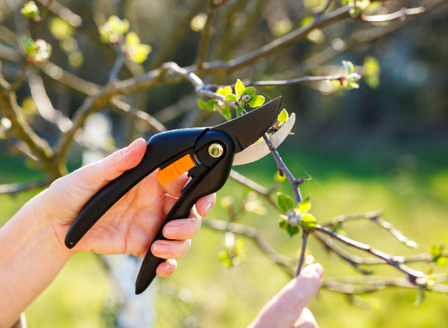 Back To Basics - Winter Pruning