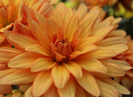 All About Summer Bulbs