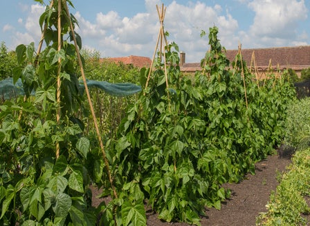 Little Growers Activity: Make your own Tee-Pea