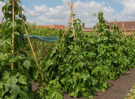 Little Growers Activity: Make your own Tee-Pea