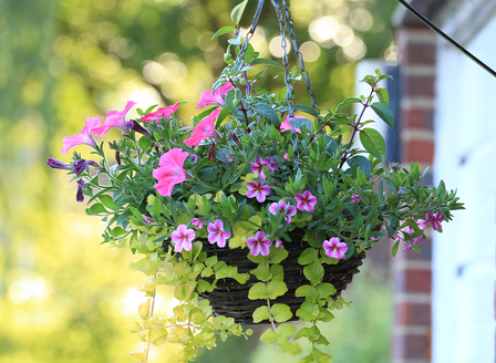 Elevate Your Patio with Thrillers, Fillers and Spillers