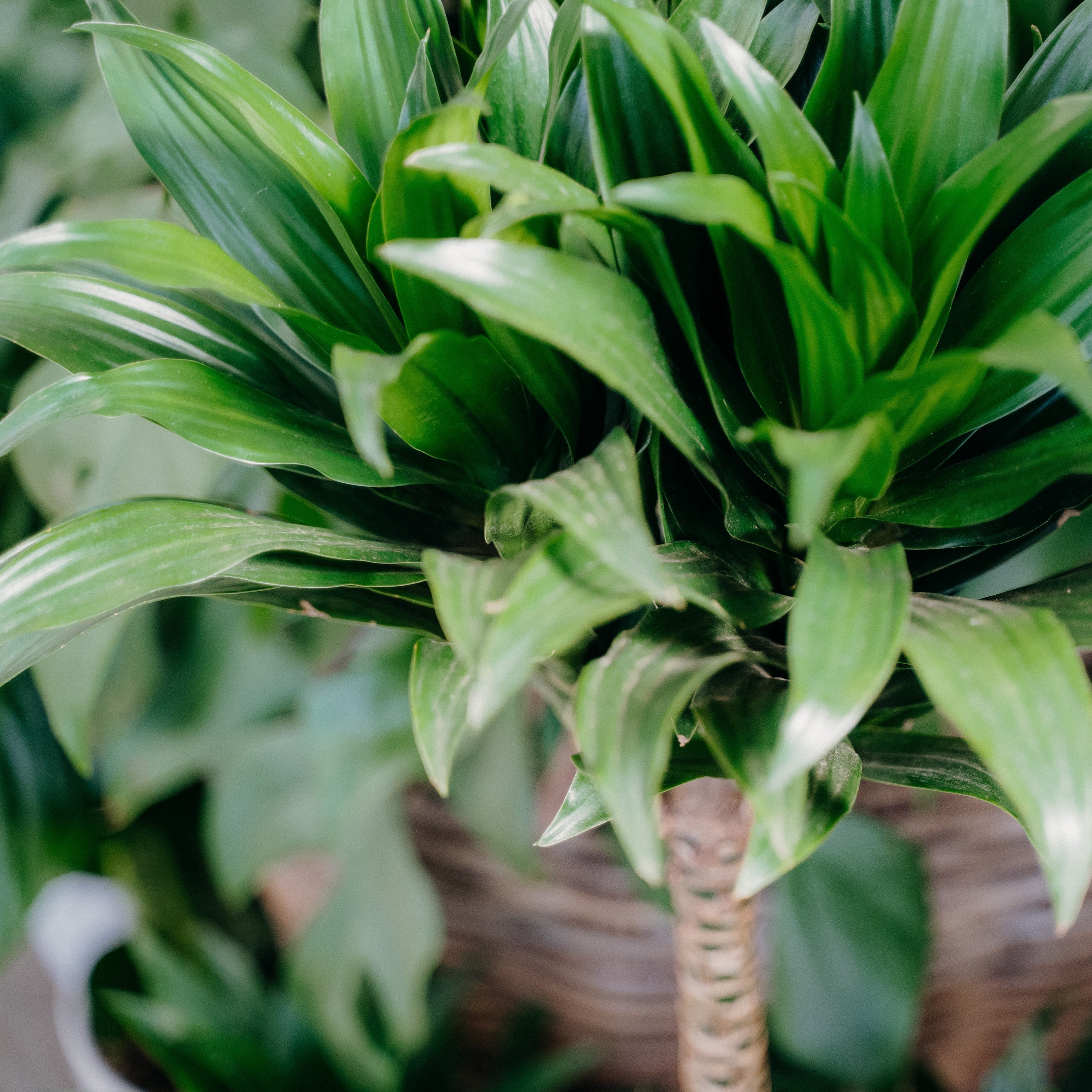 Our Top Houseplants for Beginners