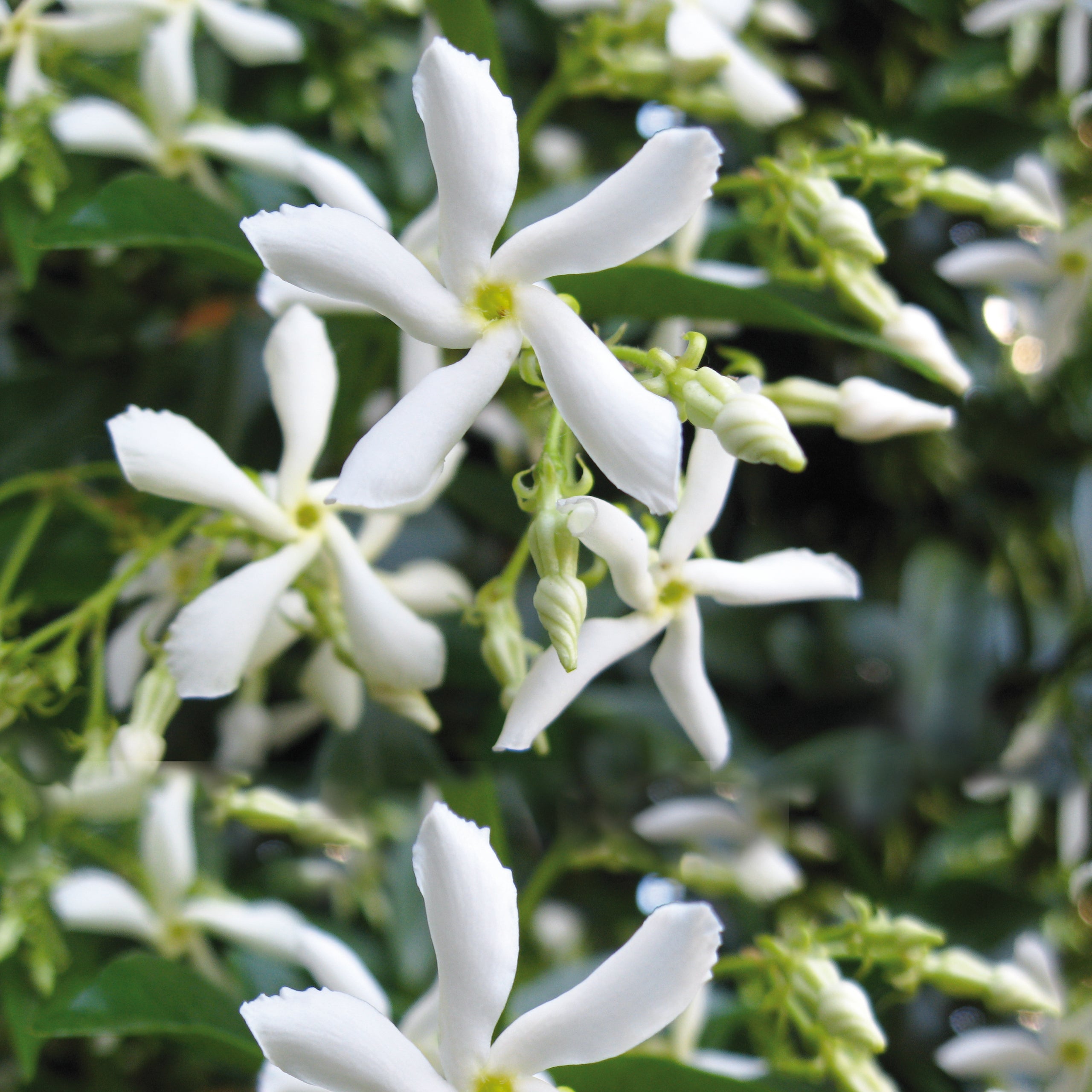 Transform Your Garden Into A Tropical Paradise Kings