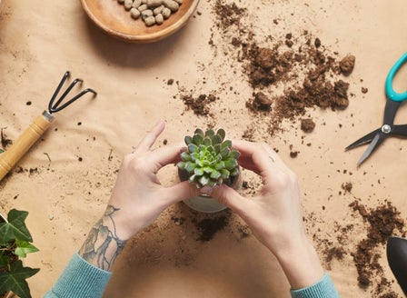 Spring Tips For Indoor Plants