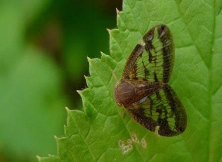 Passionvine Hopper