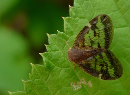 Passionvine Hopper