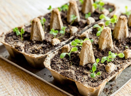 Little Growers Activity: Growing Seeds in Egg Cartons