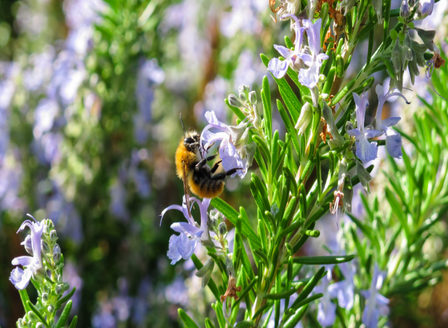 Planting - For The Bees