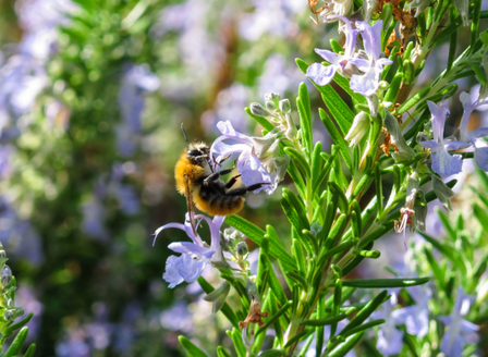 Planting - For The Bees