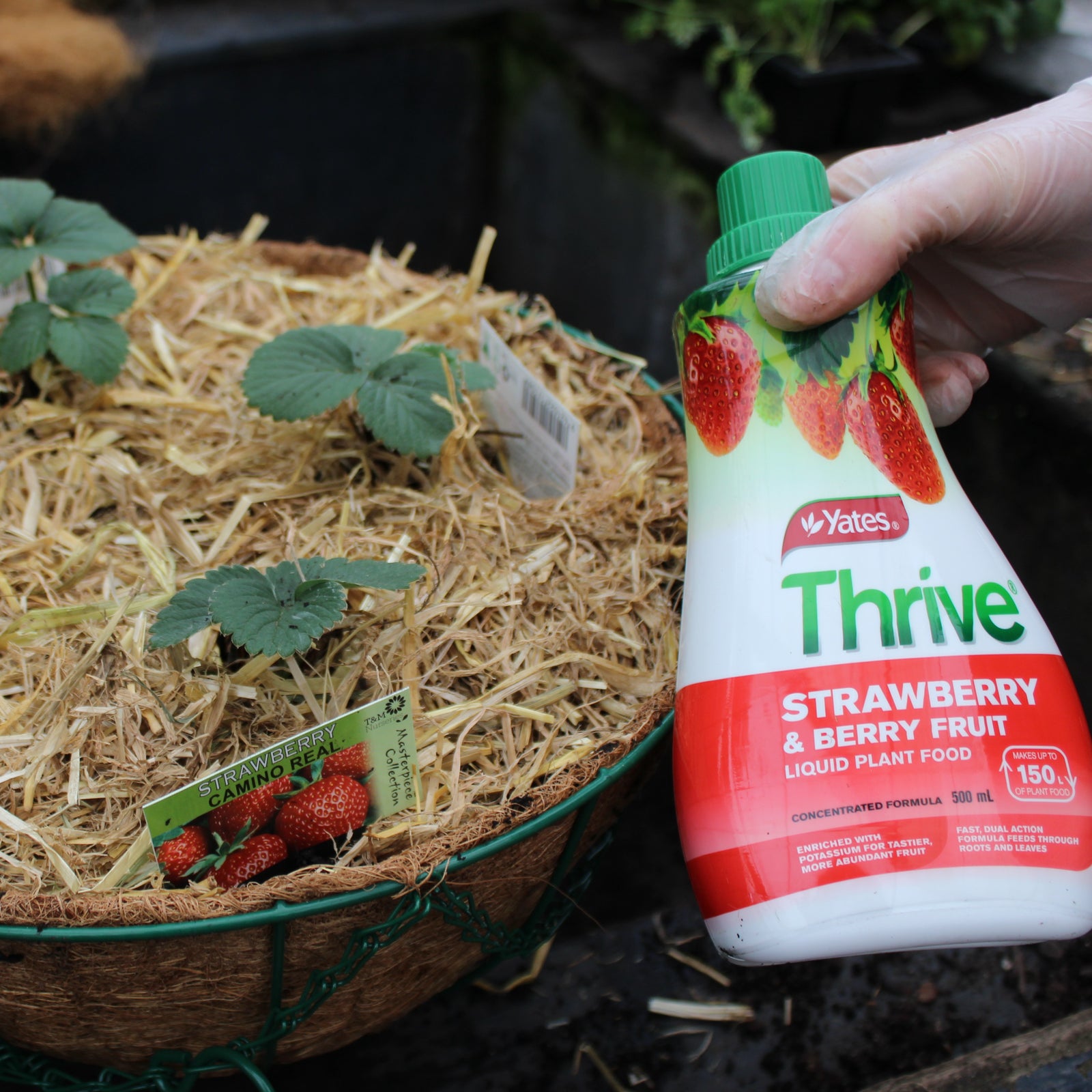 DIY Strawberry Hanging Baskets