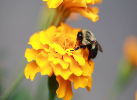Autumn Planting For The Bees
