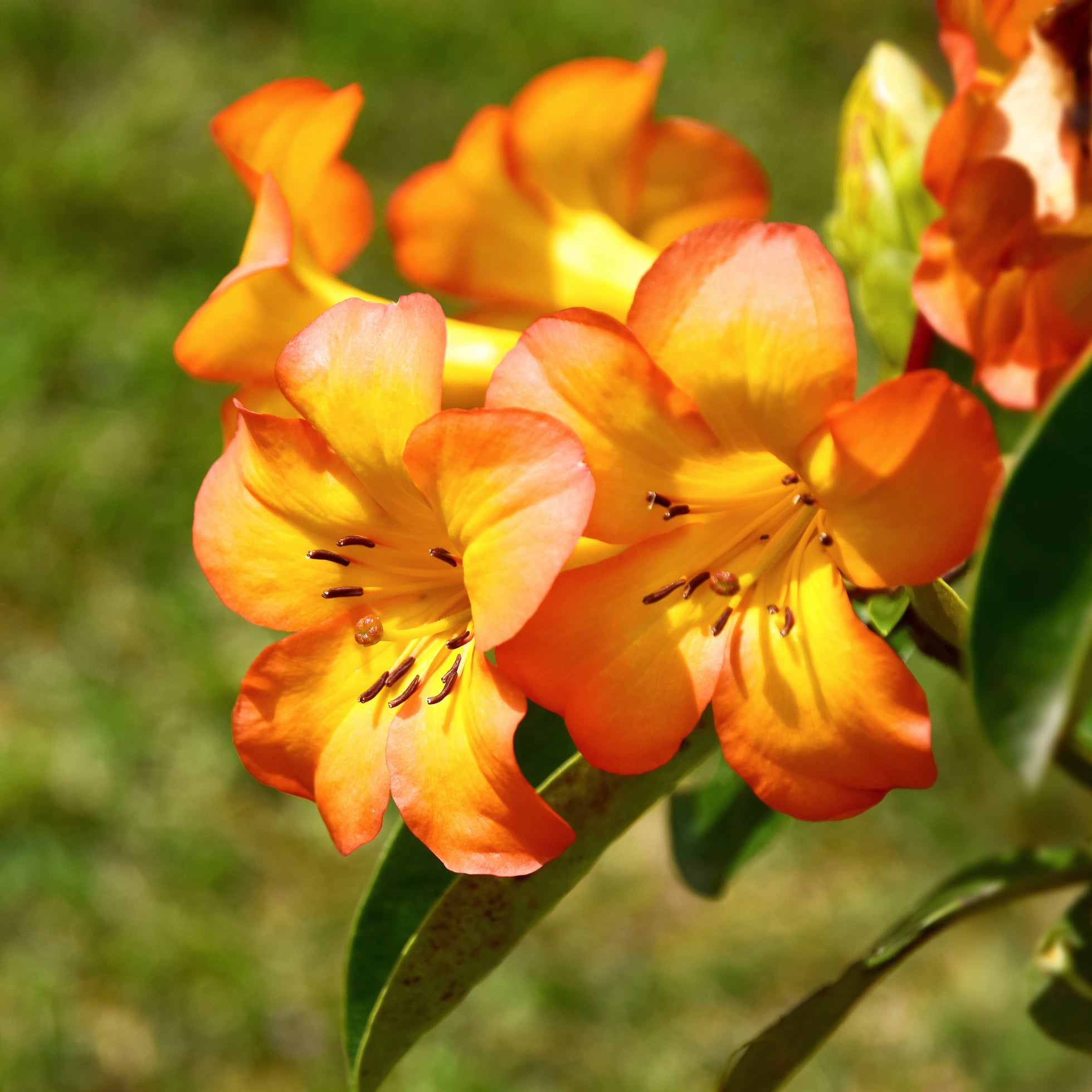 Our Top Tropical Plants