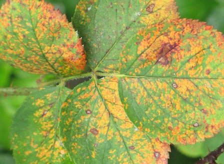 Rust