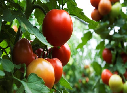 A Beginner’s Guide to Tomatoes