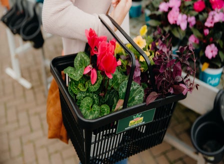 Planting a Winter Garden