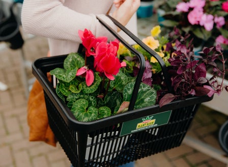 Planting a Winter Garden