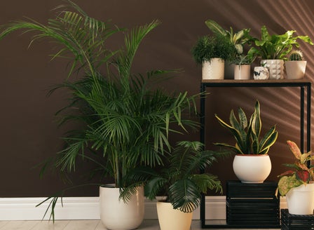 Autumn Tips for Happy Houseplants