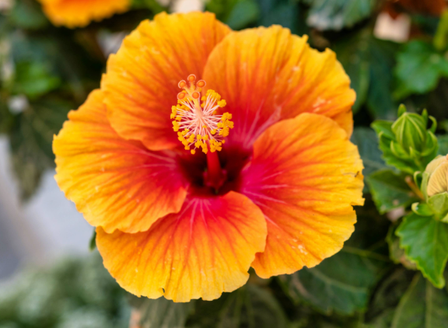 A Splash of Colour - Hibiscus