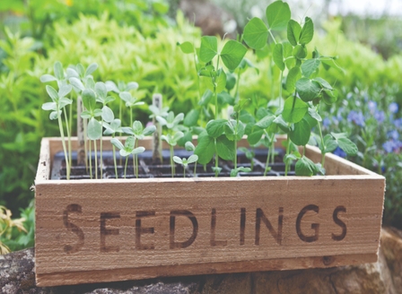 Sow and Grow - Starting From Seed