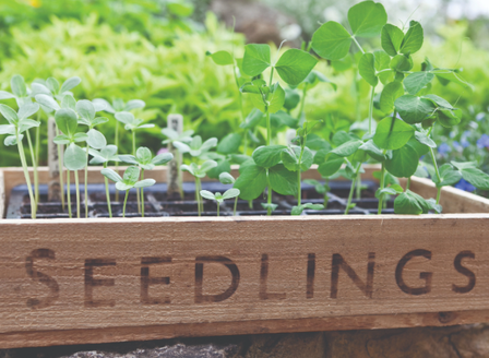 Sow and Grow - Starting From Seed