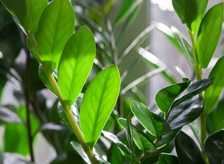 Our Top Houseplants for Beginners