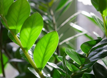 Our Top Houseplants for Beginners