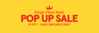 Kings Takanini One Week Pop Up