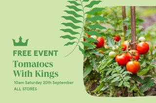 Tomatoes With Kings
