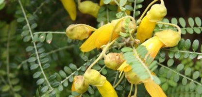 Sophora “dragons gold”