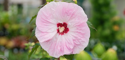 Hibiscus Syriacus